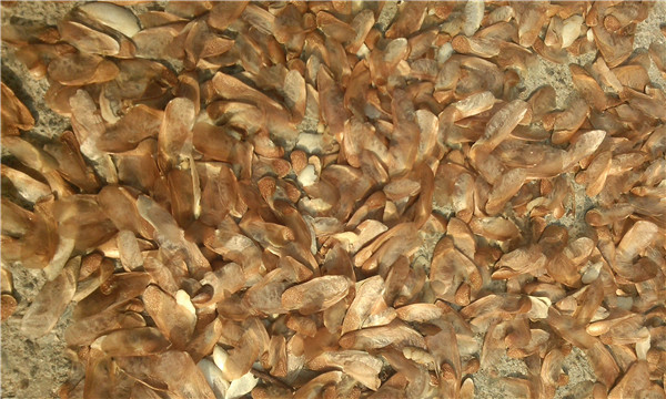 種子基地如何使用農(nóng)業(yè)氣象站來提高種子基地的產(chǎn)量？