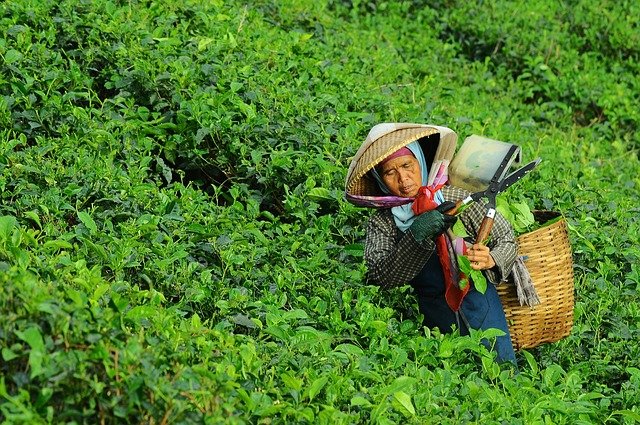 大田作物四情監(jiān)測(cè)系統(tǒng)，讓茶園種植搭上“科技快車”