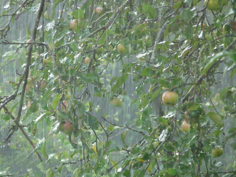 農(nóng)業(yè)種植業(yè)如何應(yīng)對(duì)暴雨？