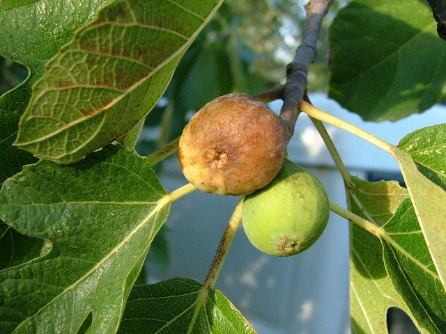 農業(yè)氣象站實時監(jiān)控無花果園氣象變化